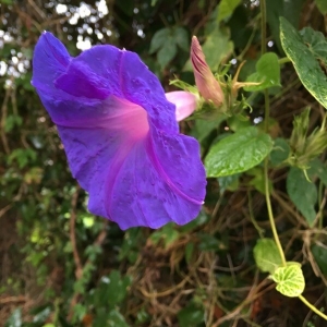 Photographie n°2253100 du taxon Ipomoea purpurea (L.) Roth [1787]