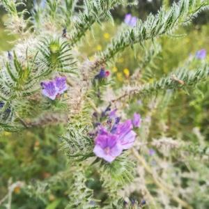 Photographie n°2253109 du taxon Echium vulgare L. [1753]