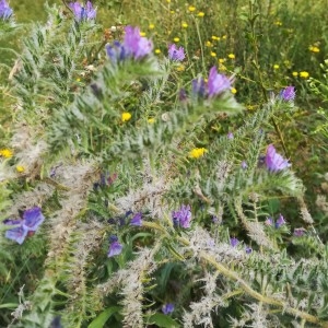 Photographie n°2253110 du taxon Echium vulgare L. [1753]