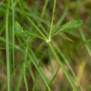  - Silene italica (L.) Pers. [1805]