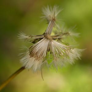 Photographie n°2253124 du taxon Hypochaeris maculata L. [1753]