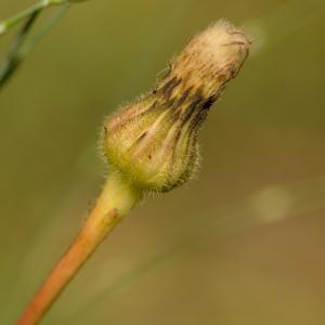 Photographie n°2253126 du taxon Hypochaeris maculata L. [1753]