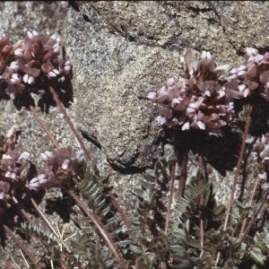 Oxytropis helvetica Scheele (Oxytropis de Gaudin)