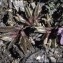  Liliane Roubaudi - Oxytropis jacquinii Bunge [1847]