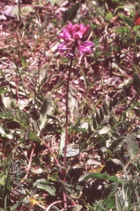 Liliane Roubaudi, le  2 juillet 1999 (Pralognan-la-Vanoise)