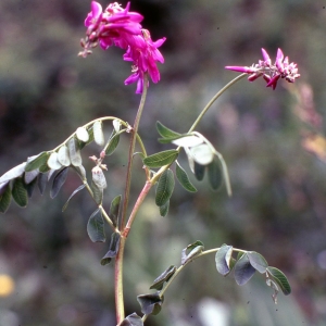 Photographie n°2253198 du taxon Hedysarum brigantiacum Bourn., Chas & Kerguélen [1992]