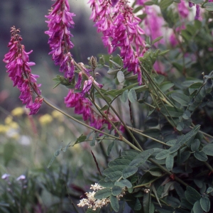 Photographie n°2253200 du taxon Hedysarum brigantiacum Bourn., Chas & Kerguélen [1992]