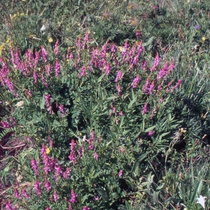 Photographie n°2253201 du taxon Hedysarum brigantiacum Bourn., Chas & Kerguélen [1992]