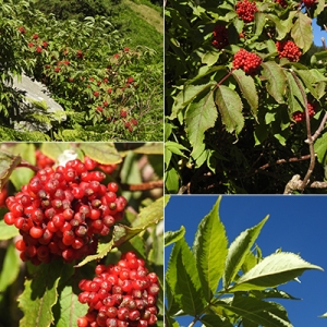 Photographie n°2253202 du taxon Sambucus racemosa L. [1753]