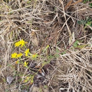 Photographie n°2253229 du taxon Senecio gallicus Vill. [1785]