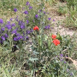 Photographie n°2253239 du taxon Coquelicot