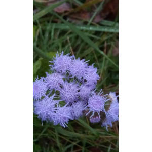 Ageratum houstonianum Mill. (Agératum du Mexique)