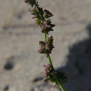 Photographie n°2253336 du taxon Atriplex prostrata Boucher ex DC. [1805]