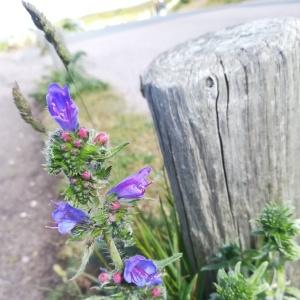 Photographie n°2253379 du taxon Echium vulgare L. [1753]