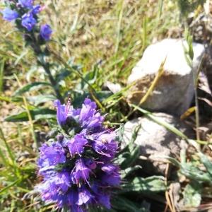 Photographie n°2253380 du taxon Echium vulgare L. [1753]