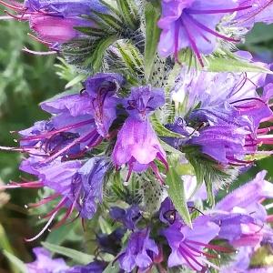 Photographie n°2253381 du taxon Echium vulgare L. [1753]