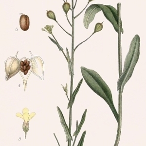  - Camelina Crantz [1762]