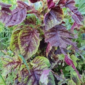  - Amaranthus tricolor L. [1753]