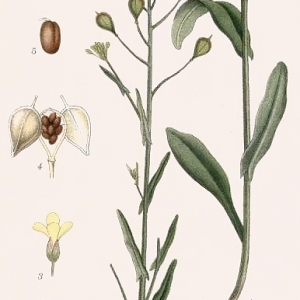 Photographie n°2253511 du taxon Camelina Crantz [1762]