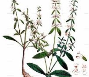 Photographie n°2253528 du taxon Stachys annua (L.) L. [1763]