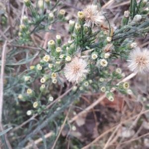 Photographie n°2253542 du taxon Erigeron canadensis L. [1753]