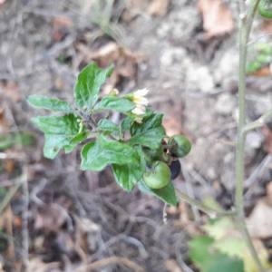 Photographie n°2253546 du taxon Solanum nigrum L. [1753]