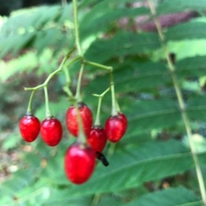 Photographie n°2253566 du taxon Solanum dulcamara L. [1753]