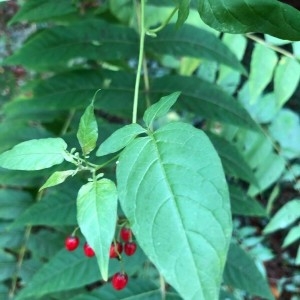 Photographie n°2253567 du taxon Solanum dulcamara L. [1753]