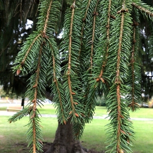 Photographie n°2253574 du taxon Picea abies (L.) H.Karst. [1881]