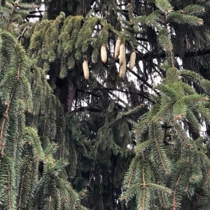 Photographie n°2253575 du taxon Picea abies (L.) H.Karst. [1881]