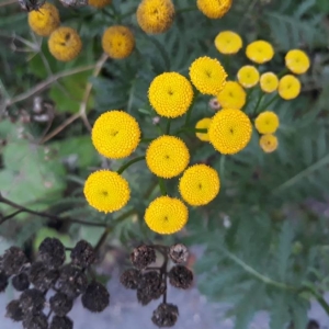 Photographie n°2253591 du taxon Tanacetum vulgare L. [1753]