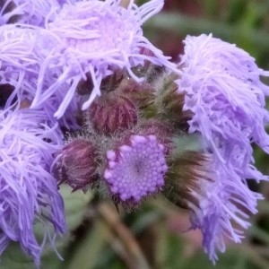  - Ageratum houstonianum Mill. [1768]