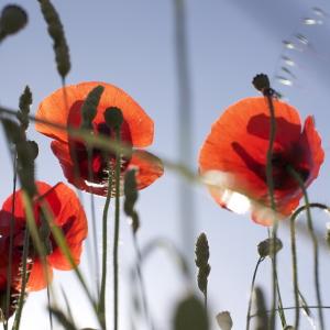 Photographie n°2253686 du taxon Coquelicot