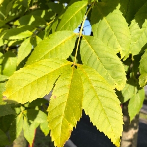 Photographie n°2253687 du taxon Fraxinus excelsior L. [1753]