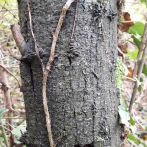 Photographie n°2253815 du taxon Fraxinus L. [1753]