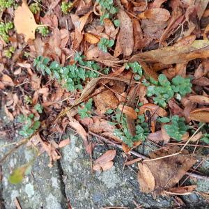 Photographie n°2253832 du taxon Hypericum perforatum L. [1753]