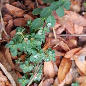 Photographie n°2253833 du taxon Hypericum perforatum L. [1753]