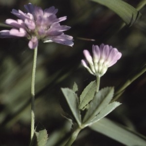 Photographie n°2253859 du taxon Trifolium resupinatum L. [1753]