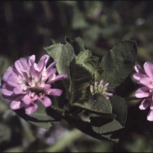 Photographie n°2253860 du taxon Trifolium resupinatum L. [1753]