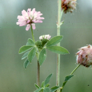 Photographie n°2253863 du taxon Trifolium resupinatum L. [1753]