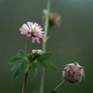 Photographie n°2253864 du taxon Trifolium resupinatum L. [1753]