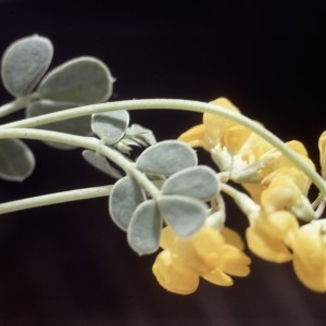 Photographie n°2253874 du taxon Coronilla minima L. [1756]