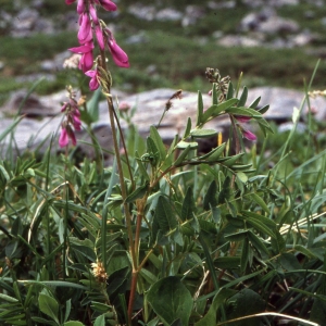 Photographie n°2253884 du taxon Hedysarum hedysaroides (L.) Schinz & Thell. [1913]