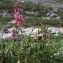  Liliane Roubaudi - Hedysarum hedysaroides (L.) Schinz & Thell. [1913]