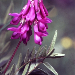 Photographie n°2253887 du taxon Hedysarum hedysaroides (L.) Schinz & Thell. [1913]