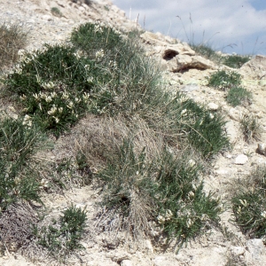  - Oxytropis fetida (Vill.) DC. [1802]