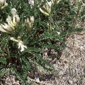 Astragalus fetidus Vill. (Oxytropis fétide)