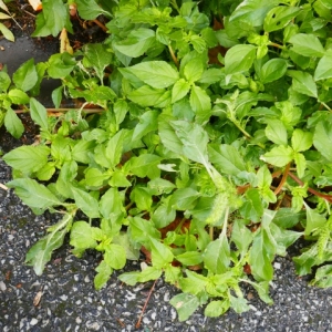 Photographie n°2253930 du taxon Amaranthus retroflexus L. [1753]