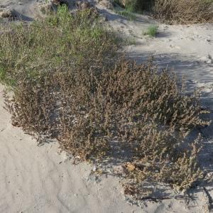 Photographie n°2253939 du taxon Salsola kali L. [1753]