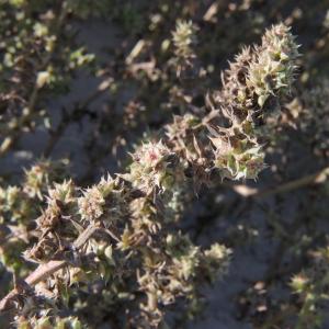 Photographie n°2253940 du taxon Salsola kali L. [1753]